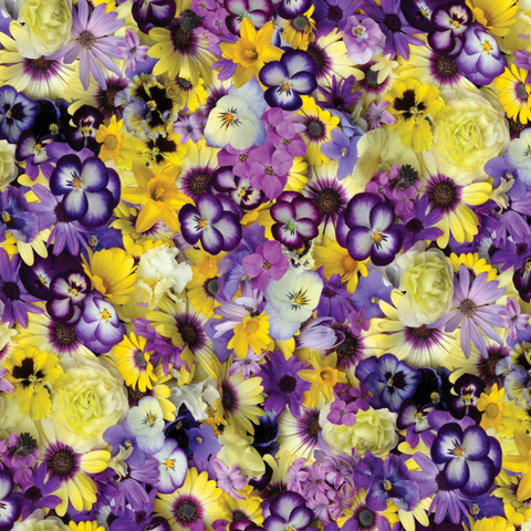 Maywood Studio Hand Picked - First Light Purple & Yellow Flowers 108 inches wide x 1.8 metres - 10161 SV