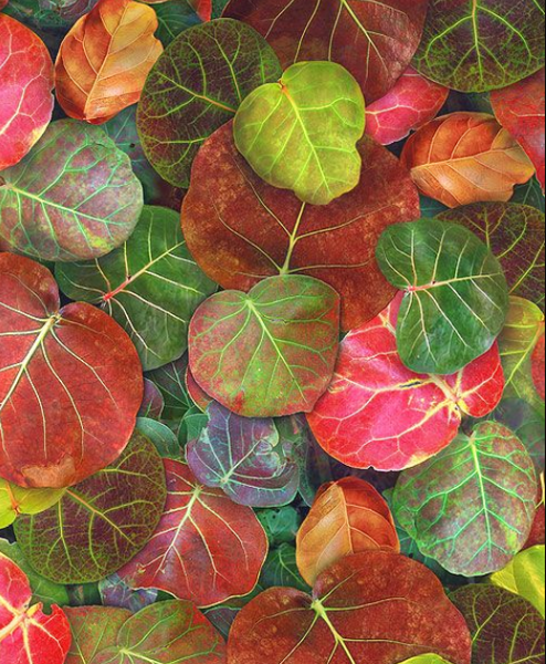 "Leaf Me Be" Amazon #Q4464-246 Leaves Digital Print - Half Metre Lengths